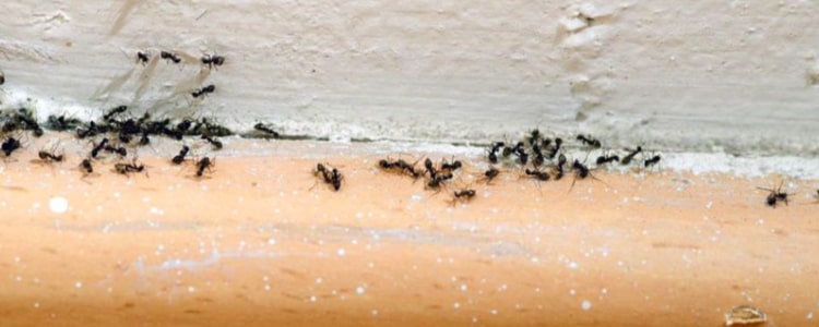 ant control beenleigh