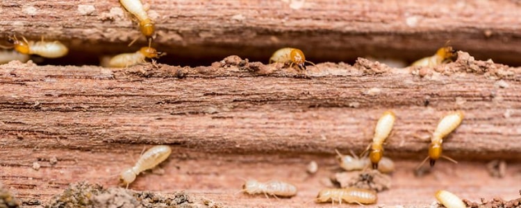 termite control beenleigh