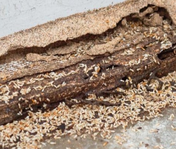 termite treatment and inspection beenleigh