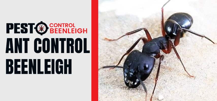 Ant Control Service Beenleigh