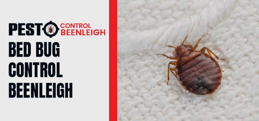Bed Bug Control Service Beenleigh