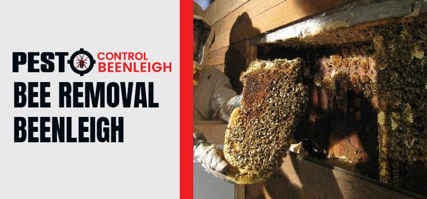 Bee Removal Service Beenleigh