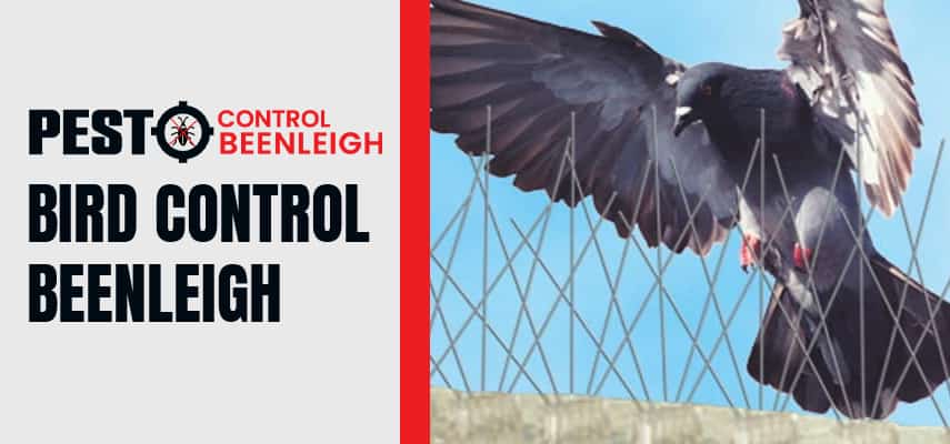  Bird Control Service Beenleigh