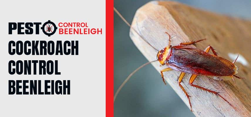 Cockroach Control Service Beenleigh