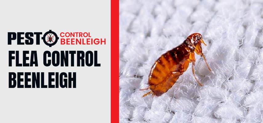 Flea Pest Control In Beenleigh 