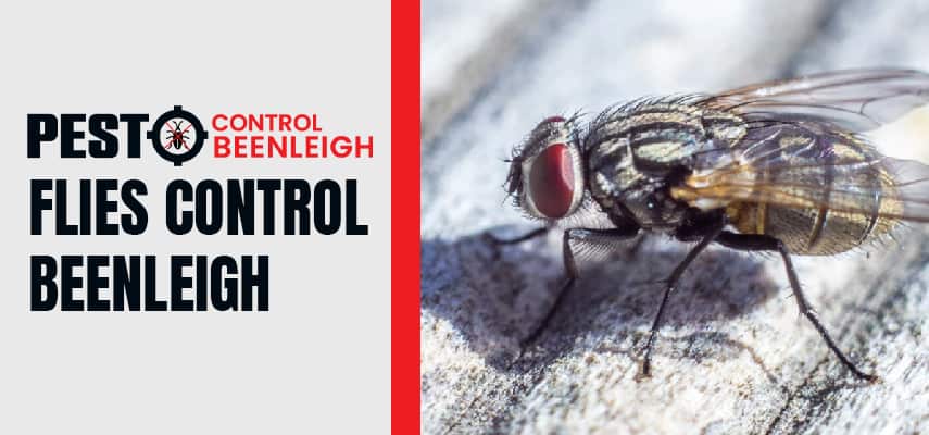 Flies Control Service Beenleigh