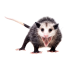 Possum Removal