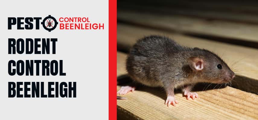 Rodent Control Service Beenleigh