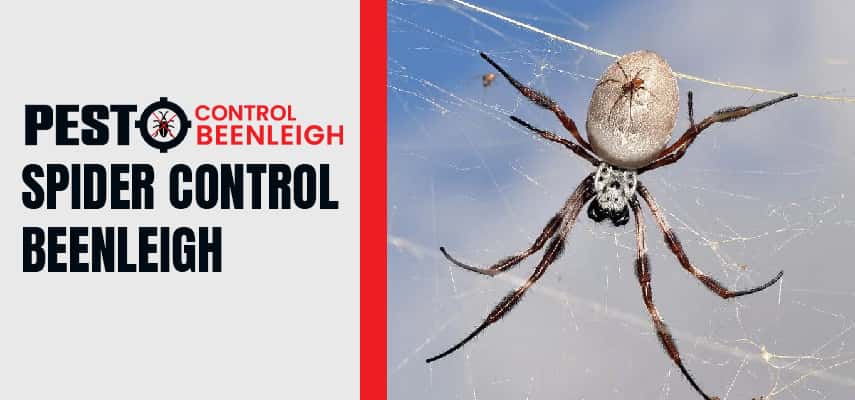 Spider Control Service In Beenleigh