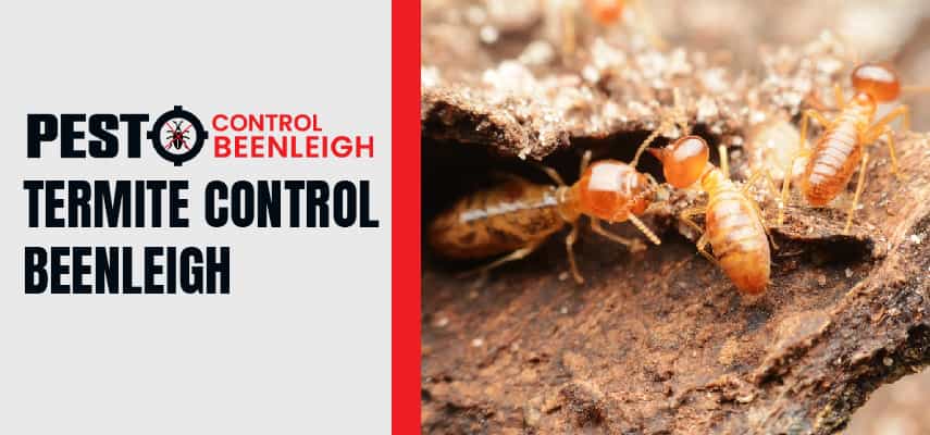 Termite Control Beenleigh Service
