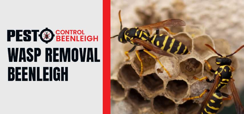Wasp Removal Service Beenleigh 